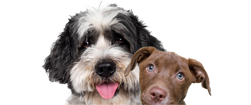 Dogs